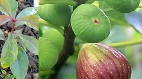 نهالستان ارس زرینه، فروش نهال گردو زردآلو هلو سیب در میاندوآب