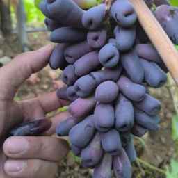 Azizi Nursery