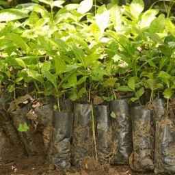 Ramin Nursery