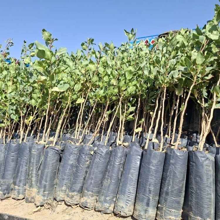 تحت عنوان بذر مورد استفاده نهالستان
