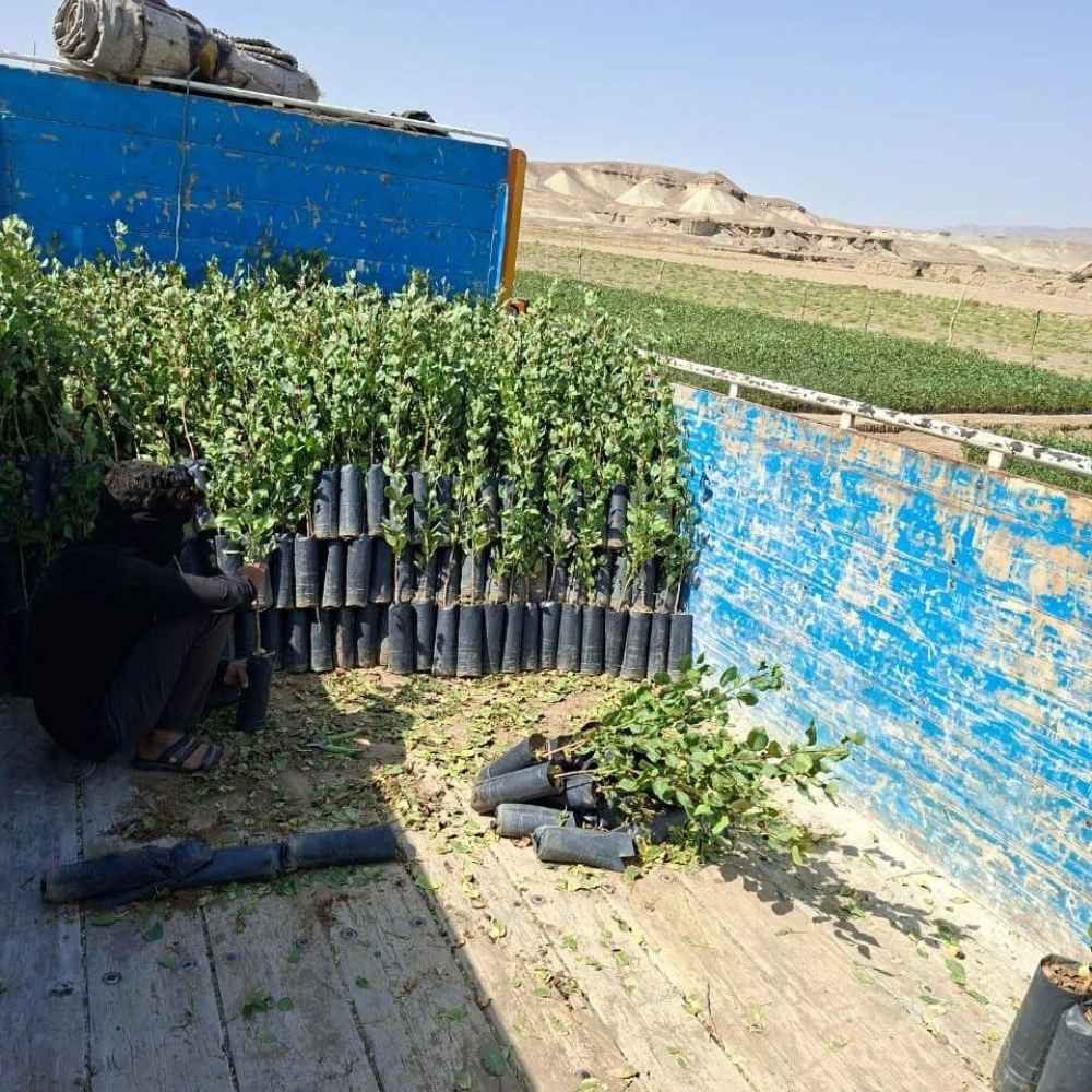 تحت عنوان بذر مورد استفاده نهالستان