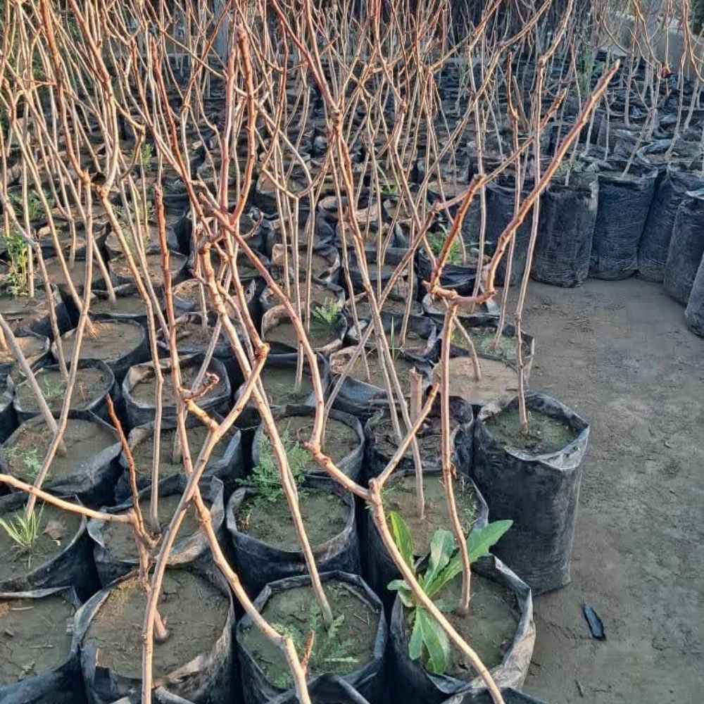 نهالستان ارس زرینه