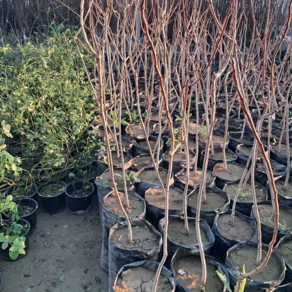 نهالستان ارس زرینه
