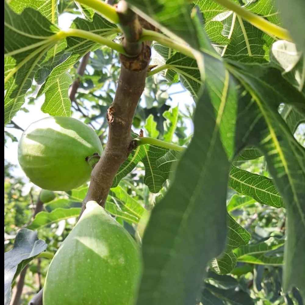 نهالستان
