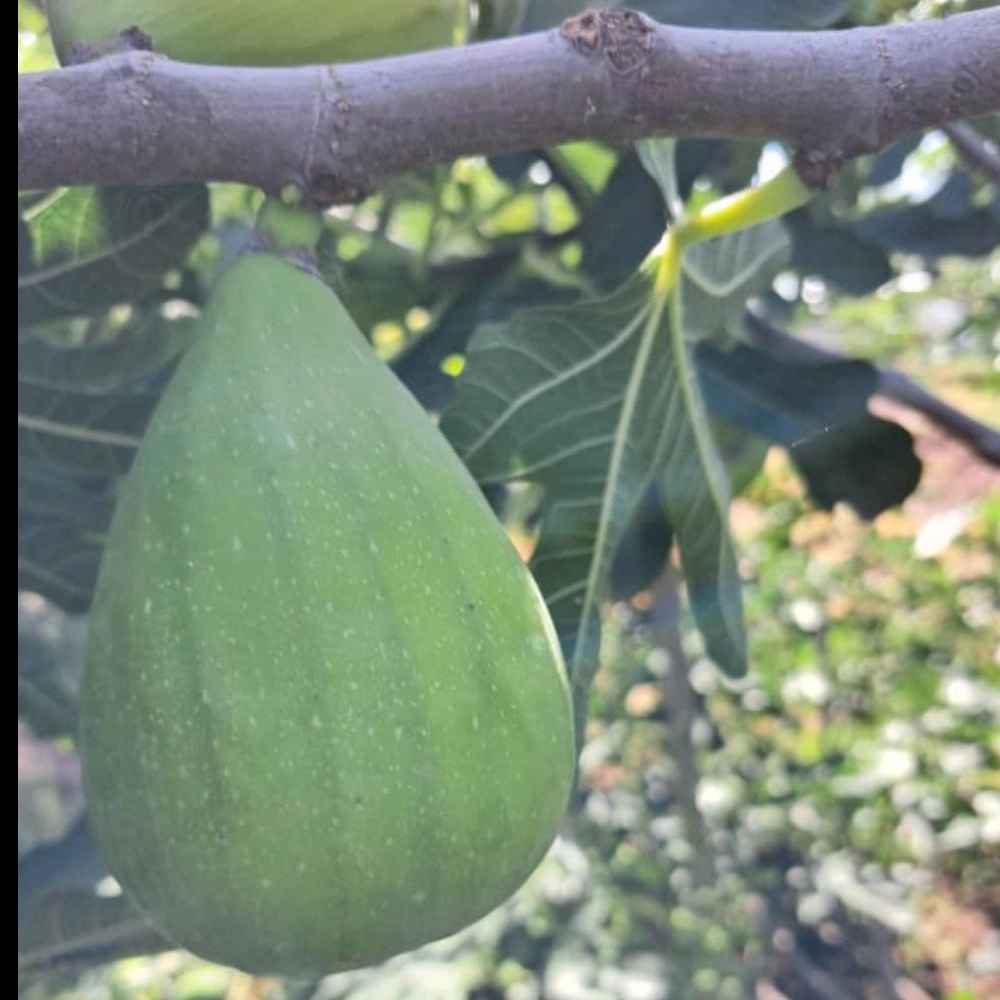 نهالستان