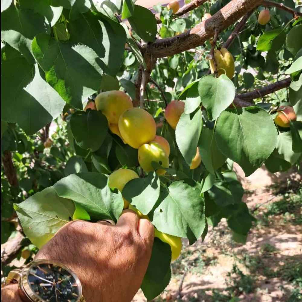 نهالستان