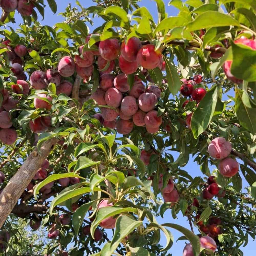 نهالستان