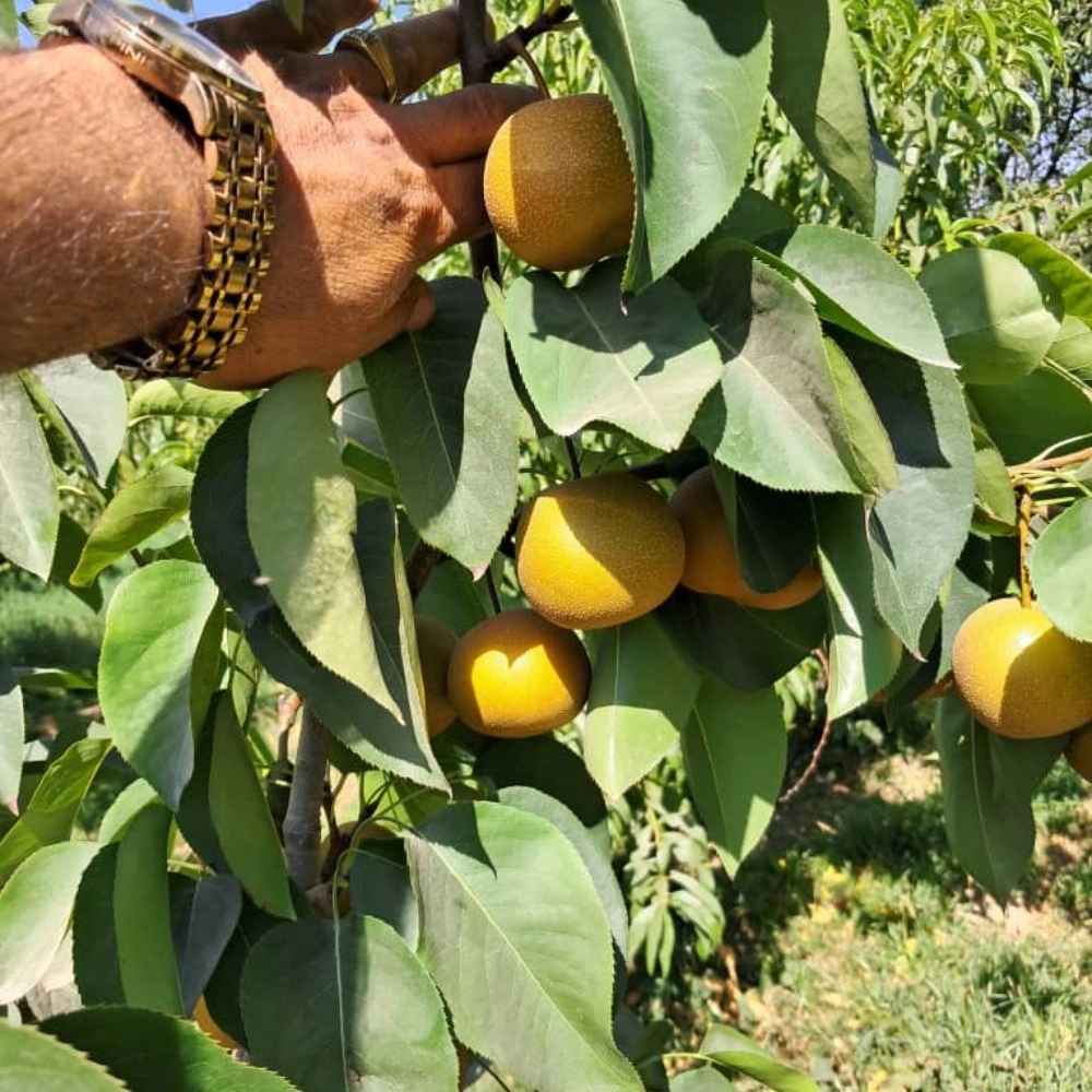 نهالستان
