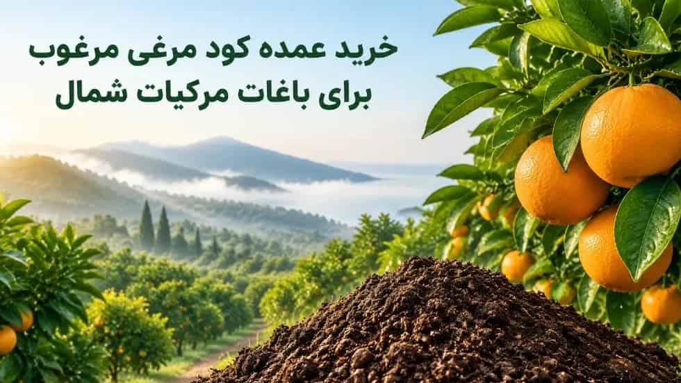 Bulk purchase of high-quality chicken manure to feed citrus orchards in the north