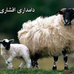 Afshari Livestock Farm sells and distributes live sheep, ewes, chickens and roosters in Mehrshahr, Karaj