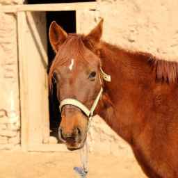Pandar horse breeding complex in Sirjan