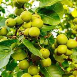 Production and supply of grafted and modified seedlings of Negin Nahal in Miandoab