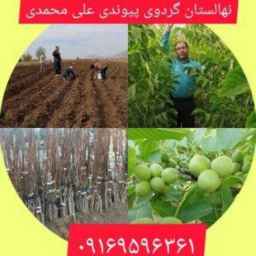 Nazanin transplanted walnut nursery in Dasht al-Shatar
