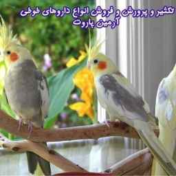 Propagation and breeding and sale of all kinds of Armin Parrot's parrot medicines in Rasht
