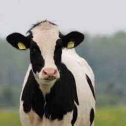 Selling Simmental Holstein Mikael Komi crossbred cows and calves in Turkmen Bandar