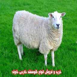 Buying and selling all kinds of foreign sheep owned in Jiroft