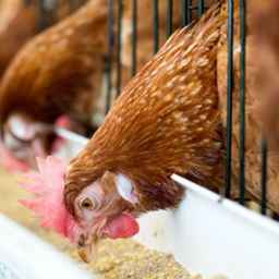 Hatami livestock and poultry nutrition and breeding consultant in Karaj