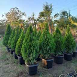 Production and sale of all kinds of green space flowers in Mazandaran