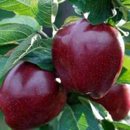 Wholesale sale and export of Didanlo apples in Urmia