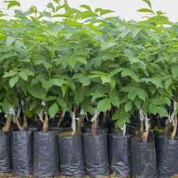 Javad Asdlo nursery in West Azerbaijan