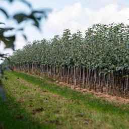 Jujube and sugar pine tree nursery