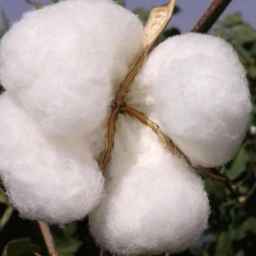 Buying and selling cotton mills of Khorasan cotton farmers in Bojnord