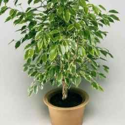 Sale of Faizi apartment flowers and plants in Gilan