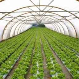 Green leaf greenhouse in the vineyard