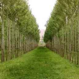 Persian seedling nursery in Miandawab