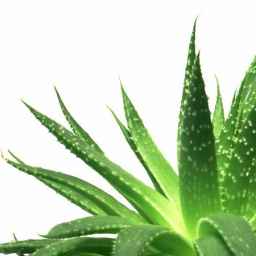 The store, wholesale sale and export of aloe vera leaves in Hormozgan