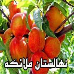 Malaeke nursery, sale of fruit seedlings in Neishabur