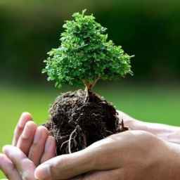 Shah Nahal nursery, production of all kinds of seed and grafted seedlings in West Azerbaijan