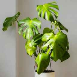 Golberg greenhouse, production and cultivation of apartment flowers in Babylon, Mazandaran
