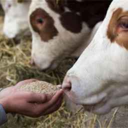 Rushdizadeh livestock feed, sale of hay and straw agricultural products in Khuzestan