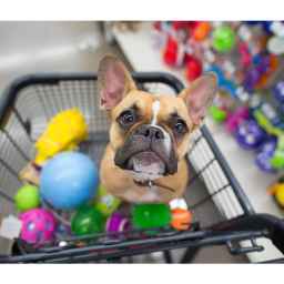 Lonapet pet shop in Tabriz
