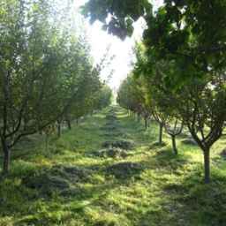 Shahr Iranian garden, relocation and transfer of high trees in Karaj