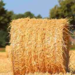 Wholesale sale of Kehrizi corn straw fodder in Kermanshah