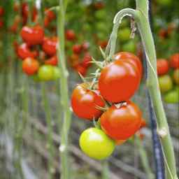Hanan Greenhouse, producer of growing beds in Tehran