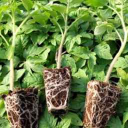 Sabzdasht greenhouse, production of tomato and pepper seedlings in Marvdasht