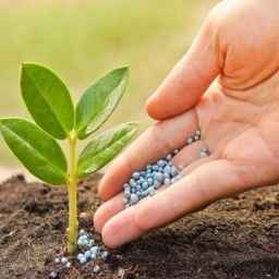Kimia Zagros, production of sulfuric acid and sulfate fertilizers in Bojnord