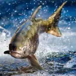 Hosni fish breeding in Kazeroon