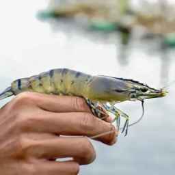 veneer, repairs and equipment for shrimp breeding in Selah Abad Bushehr