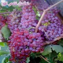Ahura specialized nursery in Midandoab, West Azerbaijan