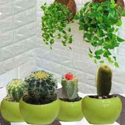 Production and sale of green space implementation of my greenhouse in Birjand