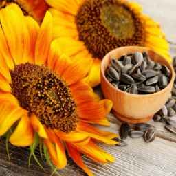 Amanalo sunflower seeds, wholesale sale of sunflower seeds in Zanjan