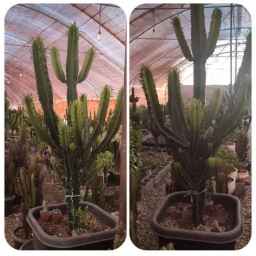 Nature's Greenhouse, production and sale of all kinds of collectible and wholesale cacti in central Tafaresh