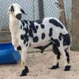Abdi sheep and cattle breeding, buying and selling of sheep and cattle of the Shall breed in Qazvin