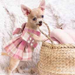 Misha Pet, production of clothes and accessories for pets in Rasht