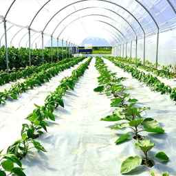 Tamasha Plast, production of greenhouse and bubble agricultural nylon in Isfahan