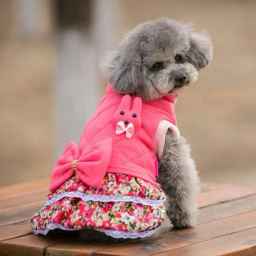 Tharvati Pet Shop, production of pet clothes and pets in Tehran